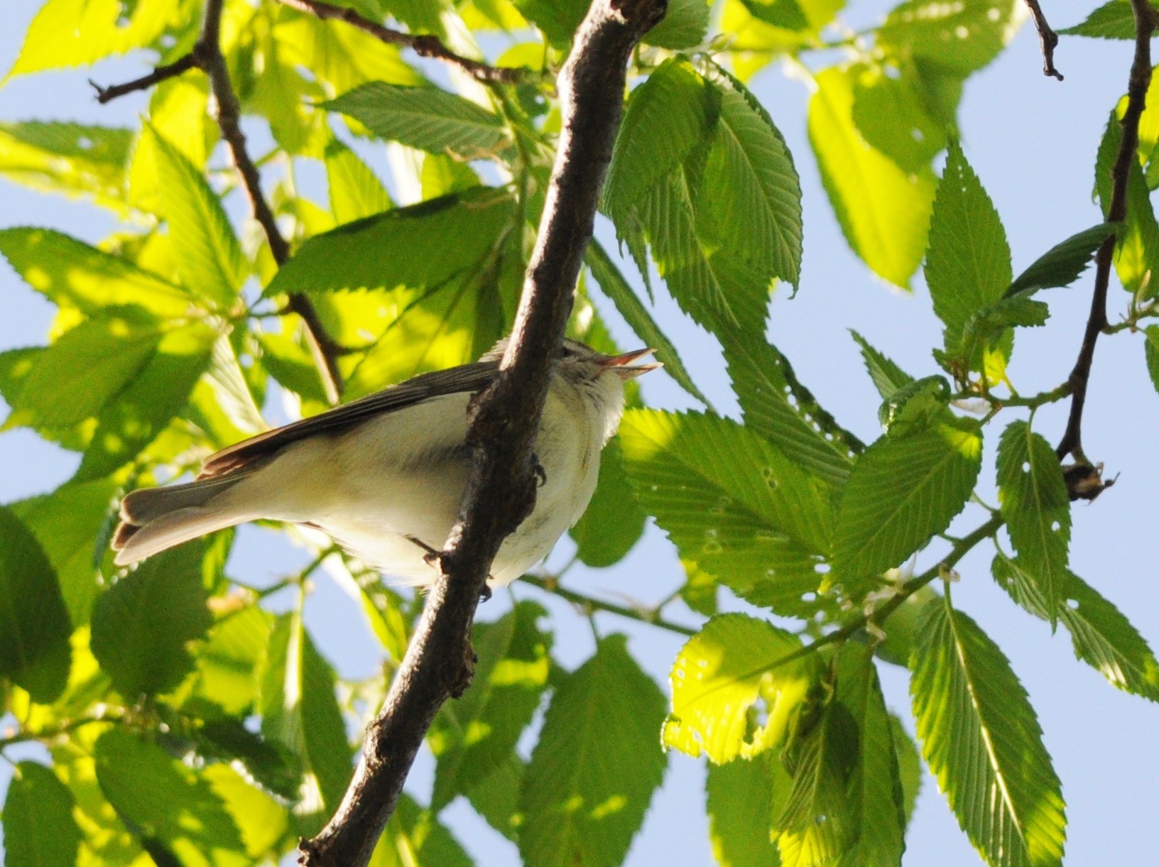 Warbling Vireo by Peter Wilton is licensed under CC by 2.0.